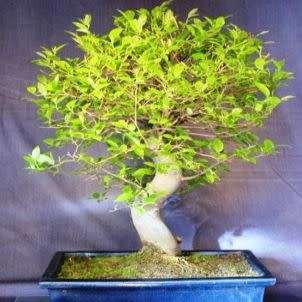 Celtis sinensis or Chinese Hackberry Seeds + Free Bonsai eBook + Free Seeds with ALL Orders