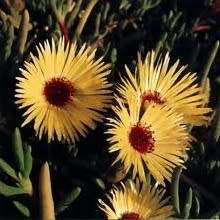 Cephalophyllum tricolorum - 10 Seed Pack- Indigenous Succulent Mesemb -Combined Global Shipping- NEW