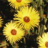 Cephalophyllum tricolorum - 10 Seed Pack- Indigenous Succulent Mesemb -Combined Global Shipping- NEW