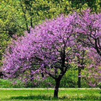 Cercis canadensis - 5 Seeds - Eastern Redbud, Judas Tree, American Redbud Shrub, NEW