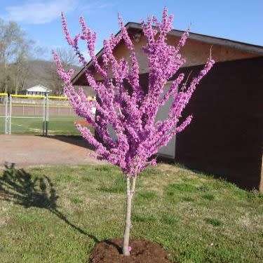 Cercis canadensis - 5 Seeds - Eastern Redbud, Judas Tree, American Redbud Shrub, NEW