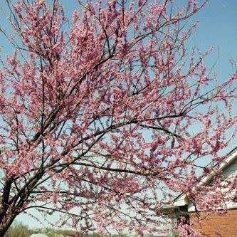 Cercis canadensis - 5 Seeds - Eastern Redbud, Judas Tree, American Redbud Shrub, NEW