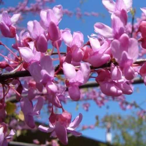 Cercis canadensis - 5 Seeds - Eastern Redbud, Judas Tree, American Redbud Shrub, NEW