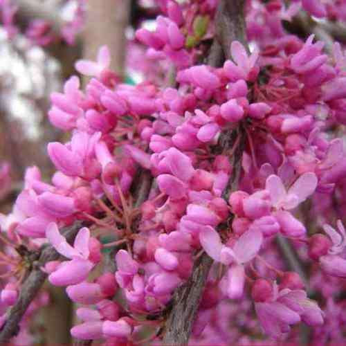 Cercis canadensis - 5 Seeds - Eastern Redbud, Judas Tree, American Redbud Shrub, NEW