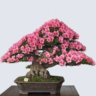 Cercis chinensis - Chinese Redbud Bonsai Seeds + FREE Gifts Seeds + Bonsai eBook, NEW
