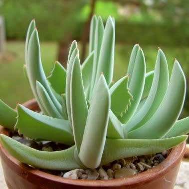 Cheiridopsis denticulata - 10 Seed Pack - Indigenous Succulent Mesemb -Combined Global Shipping- NEW