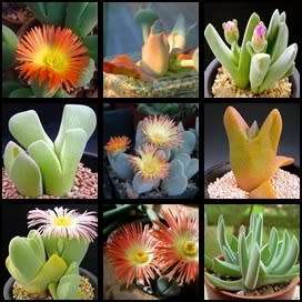10 Cheiridopsis Mixed Species Seeds - Indigenous South African Succulent Mesembs - Global Shipping