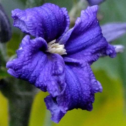 Clematis heracleifolia - 5 Seed Pack - Shrub Fragrant Cut Flowers - Combined Global Shipping - New