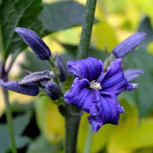 Clematis heracleifolia - 5 Seed Pack - Shrub Fragrant Cut Flowers - Combined Global Shipping - New