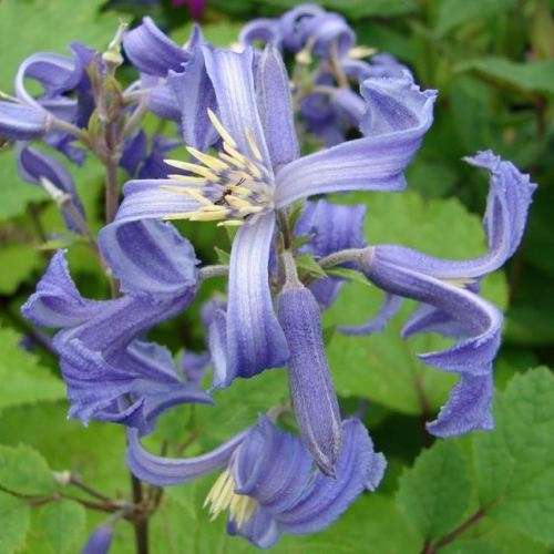 Clematis heracleifolia - 5 Seed Pack - Shrub Fragrant Cut Flowers - Combined Global Shipping - New