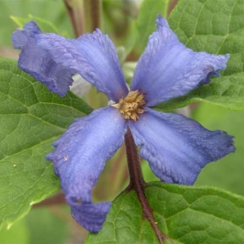 Clematis heracleifolia - 5 Seed Pack - Shrub Fragrant Cut Flowers - Combined Global Shipping - New