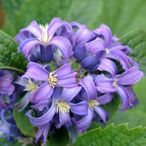 Clematis heracleifolia - 5 Seed Pack - Shrub Fragrant Cut Flowers - Combined Global Shipping - New