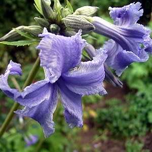 Clematis heracleifolia - 5 Seed Pack - Shrub Fragrant Cut Flowers - Combined Global Shipping - New