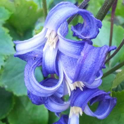 Clematis heracleifolia - 5 Seed Pack - Shrub Fragrant Cut Flowers - Combined Global Shipping - New