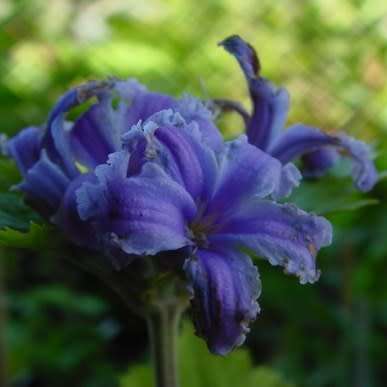 Clematis heracleifolia - 5 Seed Pack - Shrub Fragrant Cut Flowers - Combined Global Shipping - New