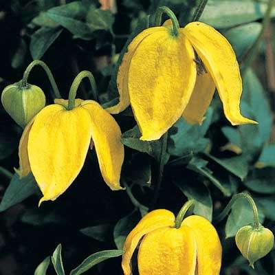 Clematis tangutica - 5 Seed Pack - Exotic Perennial Vine - Combined Global Shipping - New