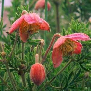 Clematopsis scabiosifolia Seeds - Indigenous Perennial Shrub - New