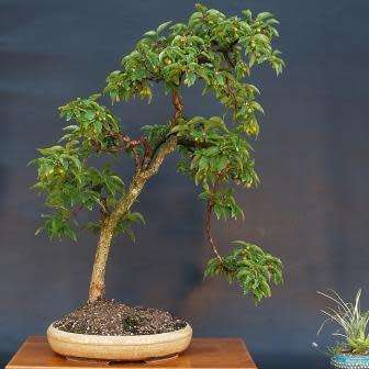 Cornelian Cherry Tree - Cornus mas Bonsai - 5 Seed Pack + Bonsai eBook - Edible Fruit - Exotic New