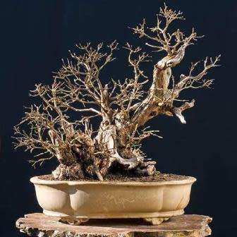 Cornelian Cherry Tree - Cornus mas Bonsai - 5 Seed Pack + Bonsai eBook - Edible Fruit - Exotic New