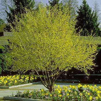 Cornus mas - 5 Seeds - Cornelian Cherry or European Cornel Tree or Shrub, Edible Fruit, NEW