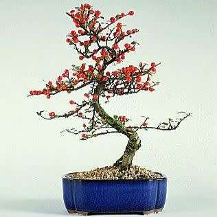 Rockspray Cotoneaster - Cotoneaster horizontalis Bonsai 5 Seeds + FREE Seeds + Bonsai eBook NEW
