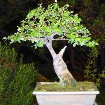 Rockspray Cotoneaster - Cotoneaster horizontalis Bonsai 5 Seeds + FREE Seeds + Bonsai eBook NEW