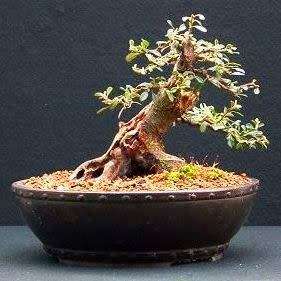 Rockspray Cotoneaster - Cotoneaster horizontalis Bonsai 5 Seeds + FREE Seeds + Bonsai eBook NEW