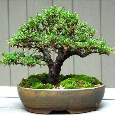 Rockspray Cotoneaster - Cotoneaster horizontalis Bonsai 5 Seeds + FREE Seeds + Bonsai eBook NEW