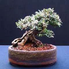Rockspray Cotoneaster - Cotoneaster horizontalis Bonsai 5 Seeds + FREE Seeds + Bonsai eBook NEW