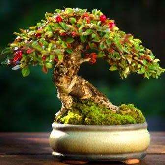 Rockspray Cotoneaster - Cotoneaster horizontalis Bonsai 5 Seeds + FREE Seeds + Bonsai eBook NEW