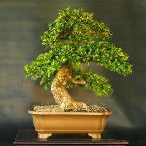 Rockspray Cotoneaster - Cotoneaster horizontalis Bonsai 5 Seeds + FREE Seeds + Bonsai eBook NEW