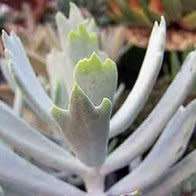 20+ Cotyledon orbiculata Elkhorn Seeds - Indigenous South African Succulent - Global Shipping
