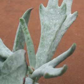 20+ Cotyledon orbiculata Elkhorn Seeds - Indigenous South African Succulent - Global Shipping