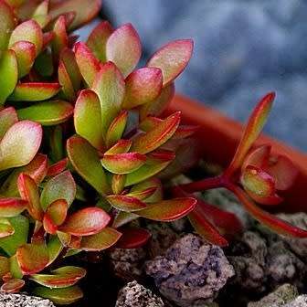 Crassula atropurpurea Seeds - Indigenous South African Succulent Seeds for Sale in South Africa