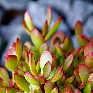 Crassula atropurpurea Seeds - Indigenous South African Succulent Seeds for Sale in South Africa