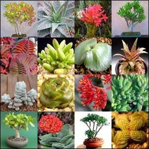 Crassula Species Mixed Seeds - Indigenous Succulent - NEW