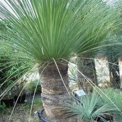 Dasylirion longissimum - Mexican Grass Tree - 5 Seed Pack - Exotic Succulent from Mexico