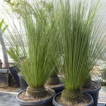 Dasylirion longissimum - Mexican Grass Tree - 5 Seed Pack - Exotic Succulent from Mexico