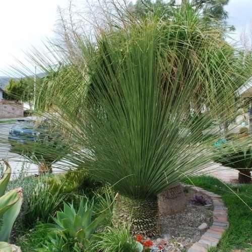 Dasylirion longissimum - Mexican Grass Tree - 5 Seed Pack - Exotic Succulent from Mexico