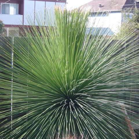 Dasylirion longissimum - Mexican Grass Tree - 5 Seed Pack - Exotic Succulent from Mexico