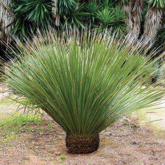 Dasylirion serratifolium - Sand Paper Desert Spoon Seeds - Exotic Succulent from Mexico