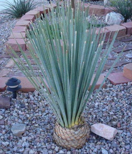 Dasylirion wheeleri - Desert Spoon Seeds - Exotic Succulent from Mexico