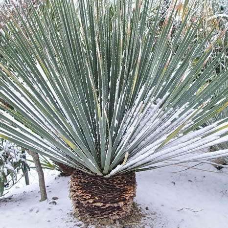Dasylirion wheeleri - Desert Spoon Seeds - Exotic Succulent from Mexico