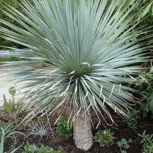 Dasylirion wheeleri - Desert Spoon Seeds - Exotic Succulent from Mexico