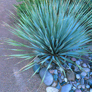 Dasylirion wheeleri - Desert Spoon Seeds - Exotic Succulent from Mexico