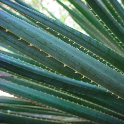 Dasylirion wheeleri - Desert Spoon Seeds - Exotic Succulent from Mexico
