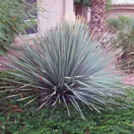 Dasylirion wheeleri - Desert Spoon Seeds - Exotic Succulent from Mexico