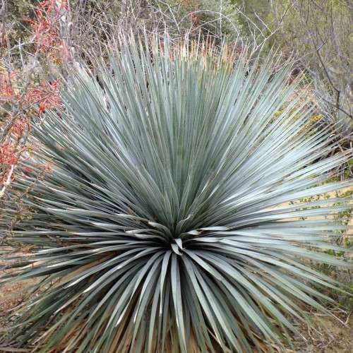 Dasylirion wheeleri - Desert Spoon Seeds - Exotic Succulent from Mexico