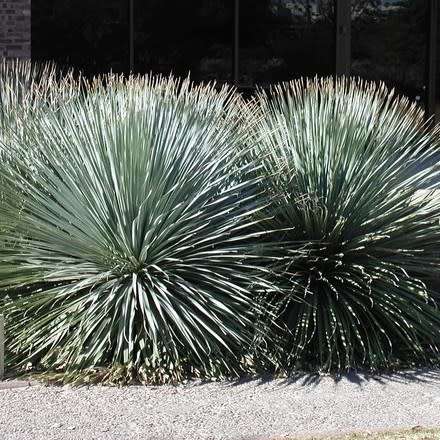 Dasylirion wheeleri - Desert Spoon Seeds - Exotic Succulent from Mexico