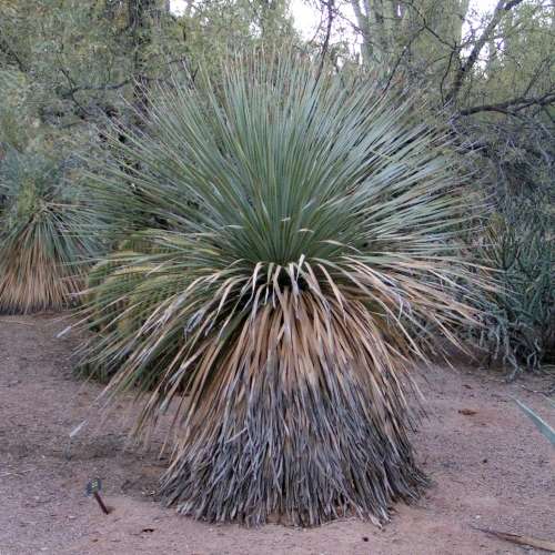 Dasylirion wheeleri - Desert Spoon Seeds - Exotic Succulent from Mexico